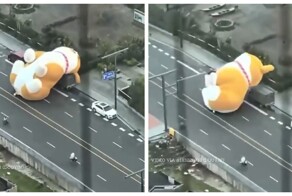 Самое милое ДТП. Огромный корги катится по дороге