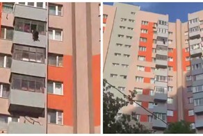 Собака выпала с балкона в Подмосковье