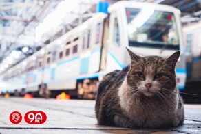 Пушистые работяги московских электродепо