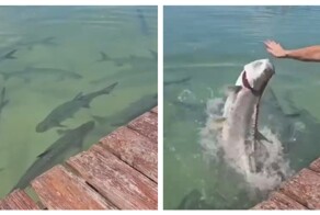 Кормление рыб пошло не по плану