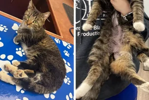 В Канаде провели операцию шестилапой кошке