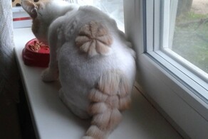 20 нелепых стрижек усатых модников