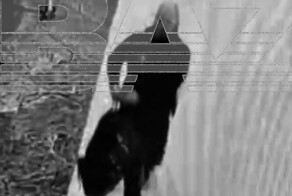 Появилось видео резонансного ограбления курьера в «Москва-Сити»