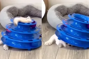 Котенок не понял, что делать с новой игрушкой