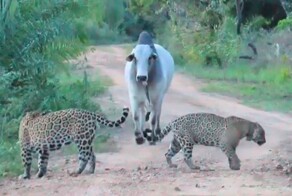 В Бразилии бык прогнал ягуаров с дороги