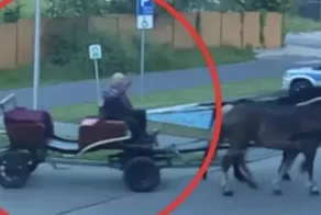 Пьяный мужчина приехал в полицию на лошади, потому что ему запретили водить авто