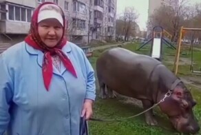 Пенсионерка завела себе бегемота