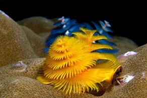 8 невероятно красивых морских существ