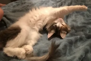 Кошачья йога: 20 фото, которые доказывают, что коты гнутся лучше, чем мы