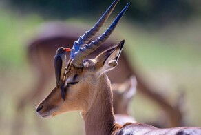 На общую тему&nbsp;