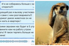 Сурикат в надежных руках