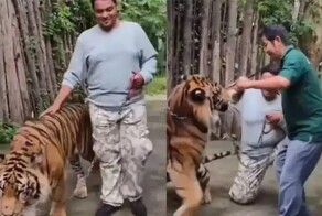 Тигр напал на туриста в Таиланде