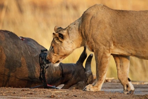 Львица утащила главный инструмент фотографа (13 фото)