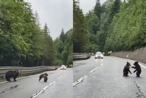 Медвежата решили поиграться посередине дороги и стали милейшей причиной пробки