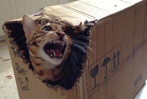 Коты - разрушители