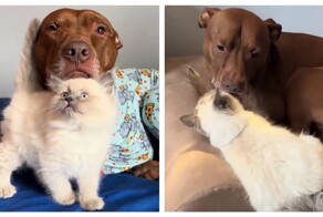 Собака выросла среди кошек