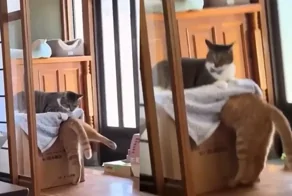 Попытка кота забраться в коробку