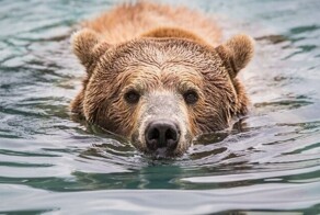 Медведь из России переплыл реку, чтобы попасть в Китай