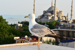 В Турции чайки массово учат кошачий язык