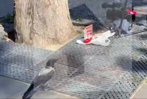 Ворона украла еду журналистов