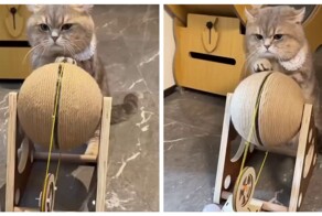 Кот добывает электричество