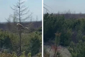 На Сахалине очевидец снял на видео лису, которая вскарабкалась за бурундуком на сухую ёлку