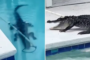 Двухметровый аллигатор продемонстрировал «смертельное вращение» полицейским Флориды