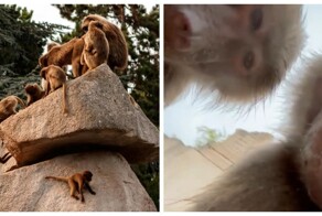 Девушка случайно уронила телефон в вольер с бабуинами