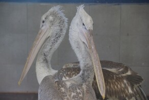 В филиал Московского зоопарка прибыли 7 особей самого редкого вида пеликанов