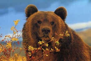 Мужчина выжил в схватке с медведицей