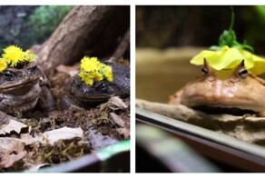 В Московском зоопарке сыграли свадьбу жаб