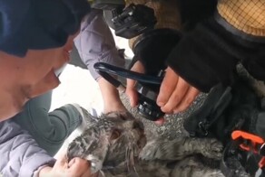 Пожарный спас кота