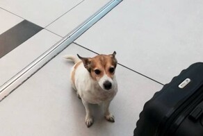 Собака сбежала из переноски во время разгрузки багажа