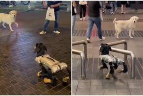 Забавная реакция собаки на робопса