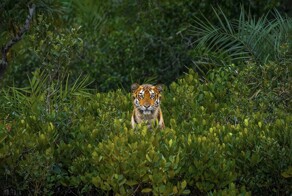 На общую тему&nbsp;