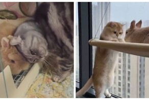 Удивительная дружба:  коты и кролики