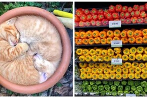 Рай для перфекциониста