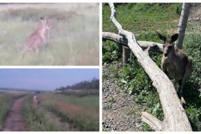 Рыбаки встретили кенгуру под Ростовом