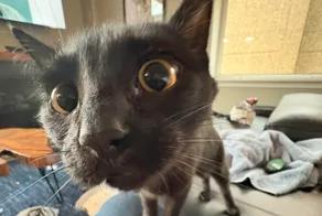 20 котиков-планировщиков, которые виртуозно научились распределять своё время для выполнения важных задач