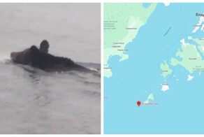 Медведь решился на необычное путешествие по морю