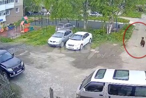 Медведь пробежал около детской площадки на Сахалине
