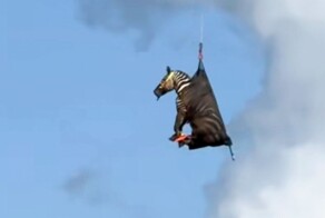 В США неделю ловили сбежавшую от хозяина зебру