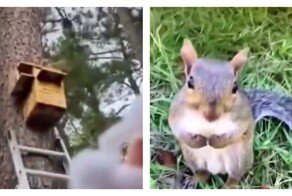 Неравнодушные люди построили домик для белки