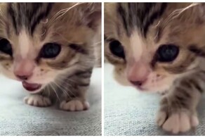 Котёнок "вопросительно" мяукает