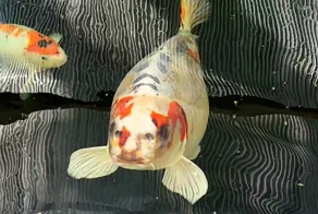 Хозяину карпа с человеческим лицом пришлось нанять охрану