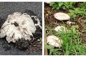 Шампиньоны прорвали асфальт в Санкт-Петербурге