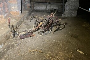Жуткий гриб вырос в подвале дома в Ленинградской области