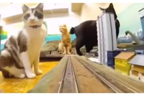 Коты против игрушечного поезда