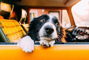 Хвостатый вояж: 25 пёселей и их друзей, с восторгом покоряющих летние дороги
