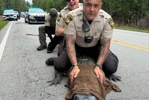 В США полиция арестовала аллигатора, который нарушил правила дорожного движения